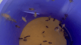 Large Pollen Feeder
