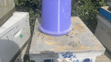 Large Pollen Feeder