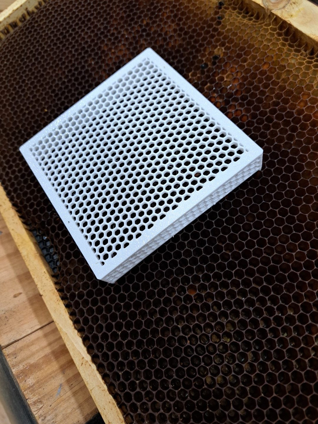Queen Isolation Cage