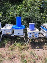 Large Pollen Feeder
