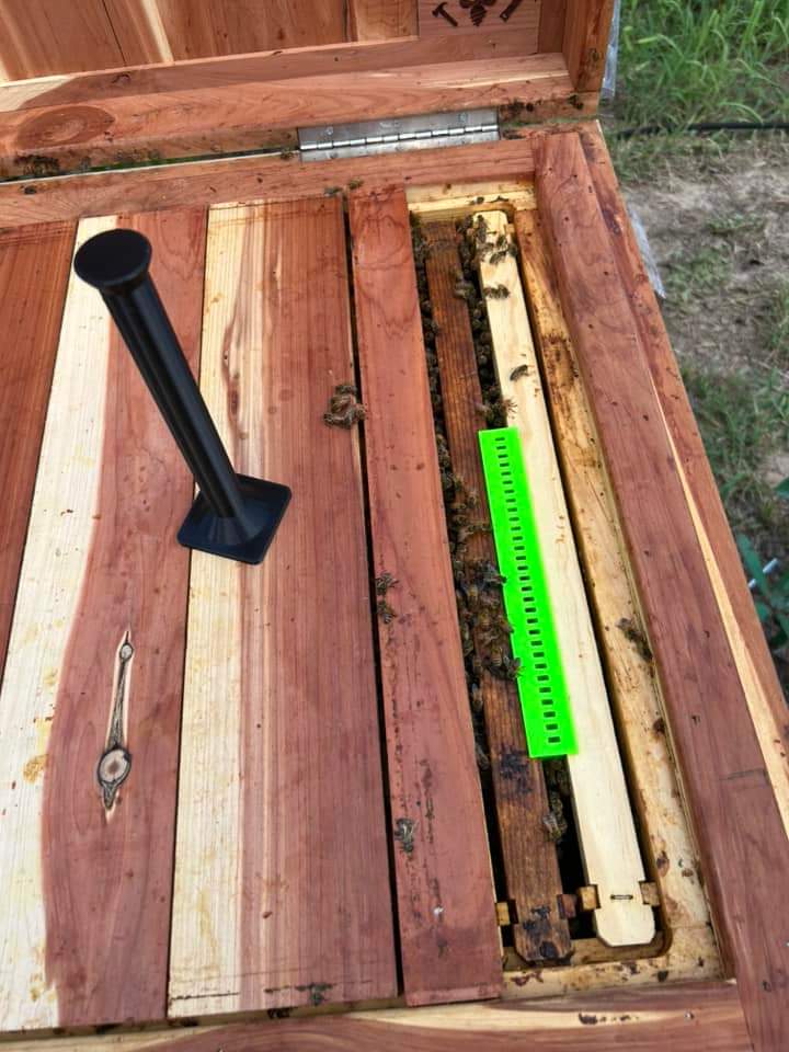 Beetle Trap